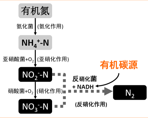 水中氮的形態(tài)及轉(zhuǎn)換過程